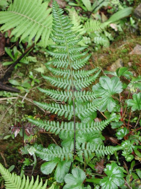 Pteridaceae Pityrogramma ebenoides